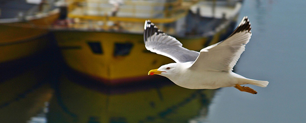Sinop Rent a Car